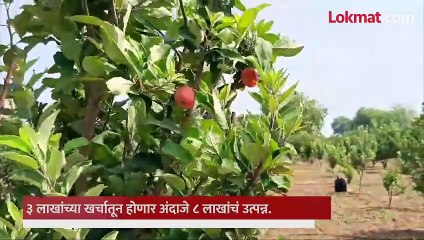 दुष्काळी भागात सुपेकर पती-पत्नीने फुलवली सफरचंदाची बाग, कसं मिळवलं यश?