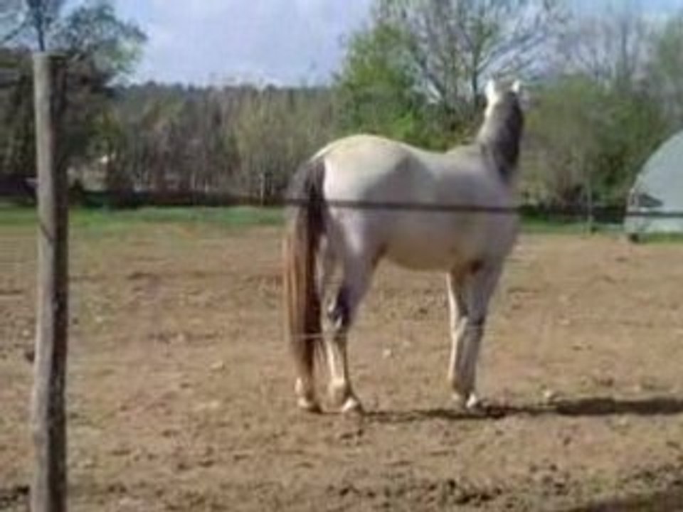rifao