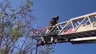Parrot caught in fishing line rescued from tree by firefighters using crane