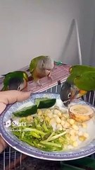 Pineapple and Green Cheeked Conure