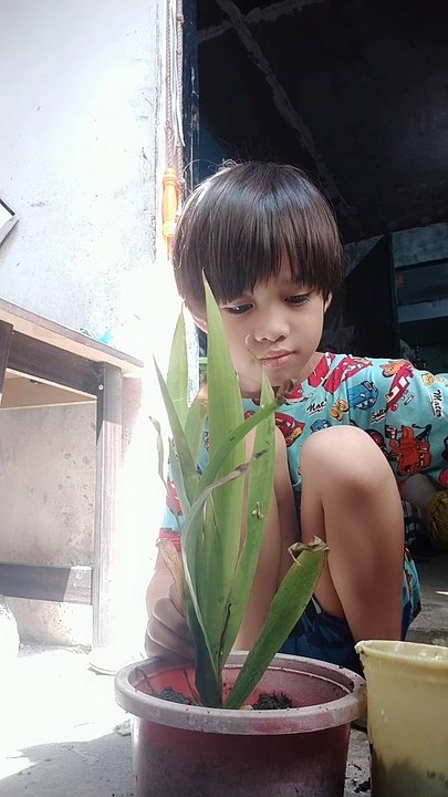 Planting