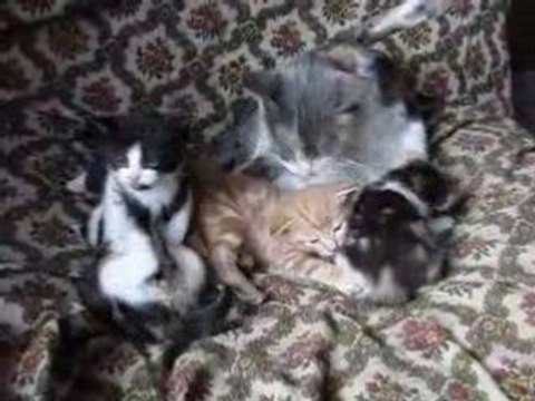 Vidéo des petits chatons de Papillon à bientôt 1 mois