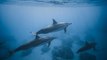 Contaminación con desechos de plástico y pesca excesiva afecta a diversas especies de tiburones en el pacífico colombiano