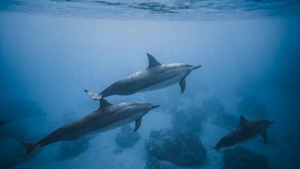 Contaminación con desechos de plástico y pesca excesiva afecta a diversas especies de tiburones en el pacífico colombiano