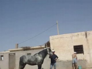 rabii avec  cheval