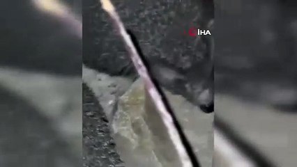 İki kirpi birbiriyle oynadı sevimli anları kameraya böyle yansıdı!
