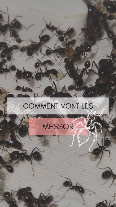 Des nouvelles des Messor barbarus !