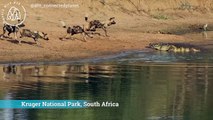 Crocodile Almost Catches Pack of Wild Dogs | World Wild Web