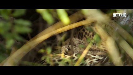 Living with Leopards | Official Trailer | Netflix