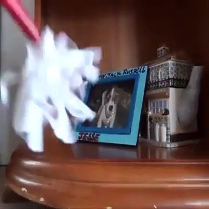 An intelligent dog that saved its boss  wow