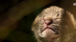 Living with Leopards - S01 Trailer (English) HD