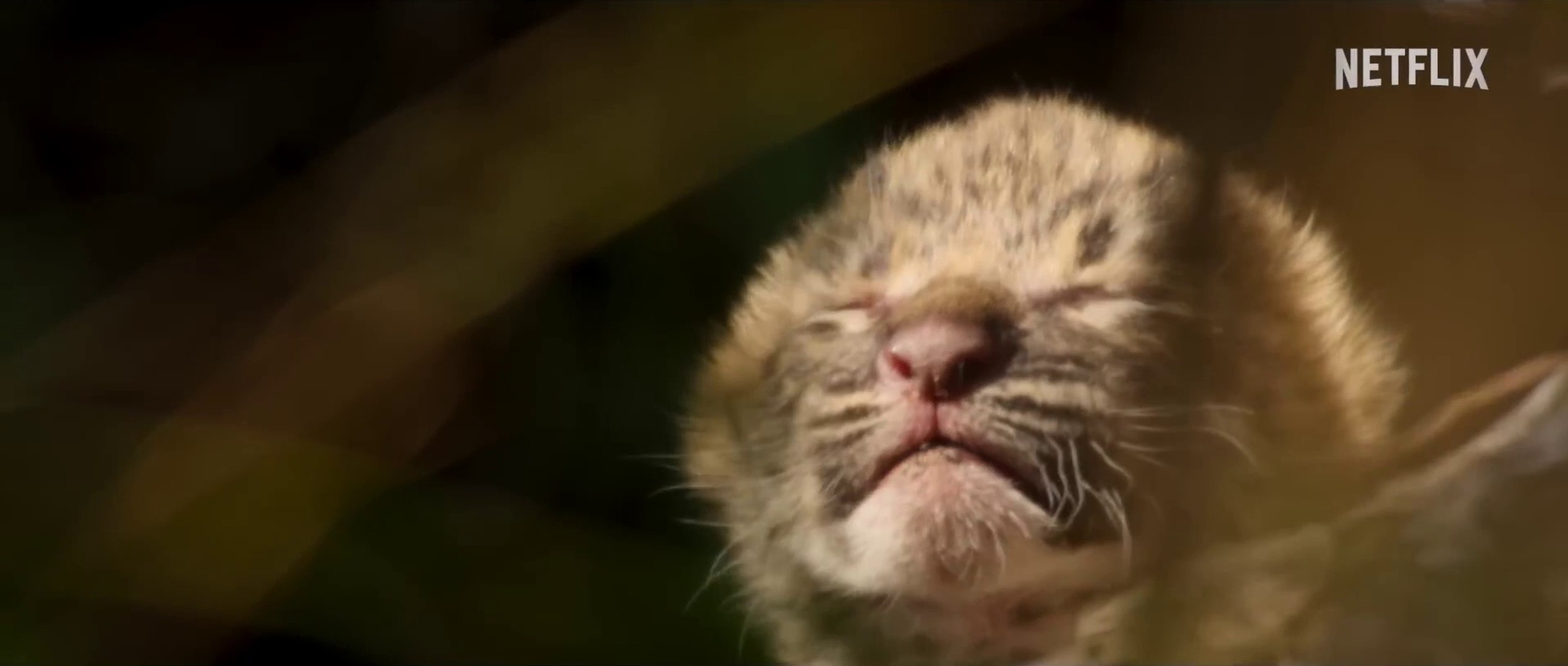 ⁣Living with Leopards - S01 Trailer (English) HD