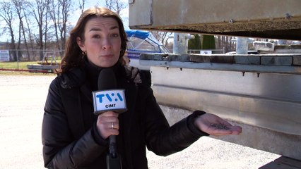 Infestation de moules zébrées à la Marina de Cabano