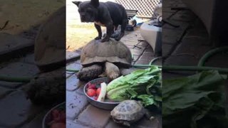 French Bulldog Stands Atop Turtle While They Eat Their Food