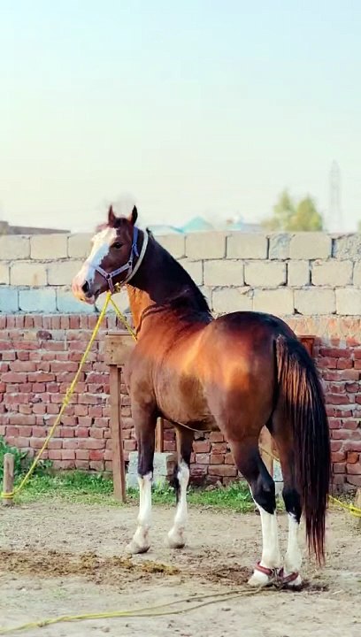 Horse video