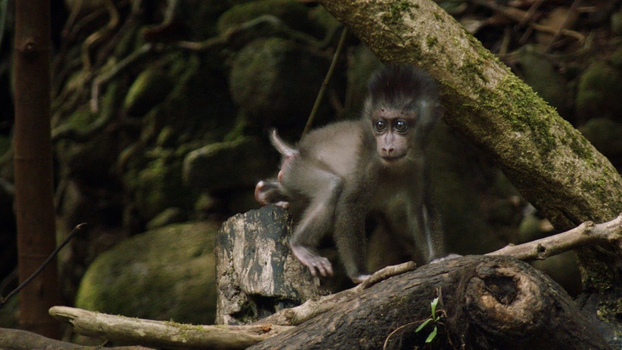 Afrique, les trésors cachés de la nature