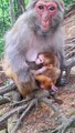 The way how the mother monkey protected her baby looking so cute