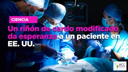 Un riñón de cerdo modificado da esperanza a un paciente en EE. UU.