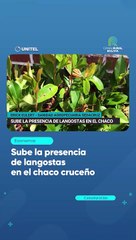 Sube la presencia de langostas en el chaco cruceño