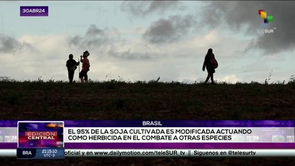 4 países sudamericanos denuncian a la multinacional Bayers Monsanto por prácticas ilegales contra la naturaleza.