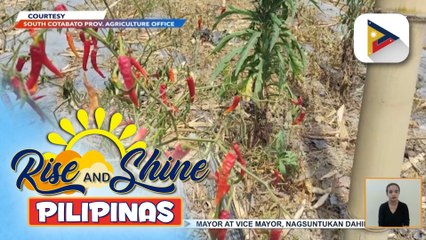 Mga taniman ng gulay at prutas sa ilang lugar sa South Cotabato, lubhang naapektuhan ng init ng panahon