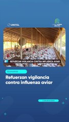 Refuerzan vigilancia contra influenza aviar