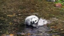 The Barnacle Goose: Close Up HD Footage (Branta leucopsis)