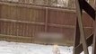 Dog Slides On Icy Backyard and Collides With Fence