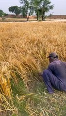 Natural beauty video vlog 06