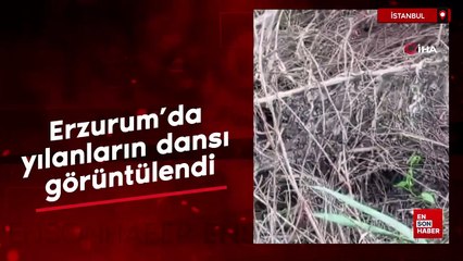 Erzurum'da yılanların dansı görüntülendi