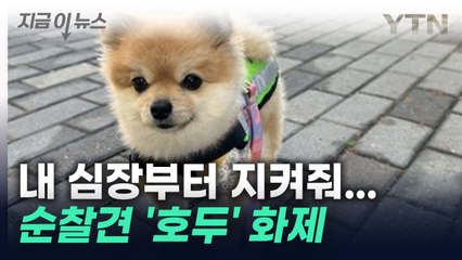 "꼼짝마라멍"...우리 동네 지키는, 나는야 '반려견 순찰대' [지금이뉴스] / YTN