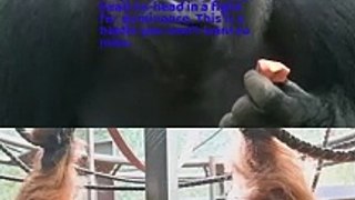 Gorilla VS Orangutan