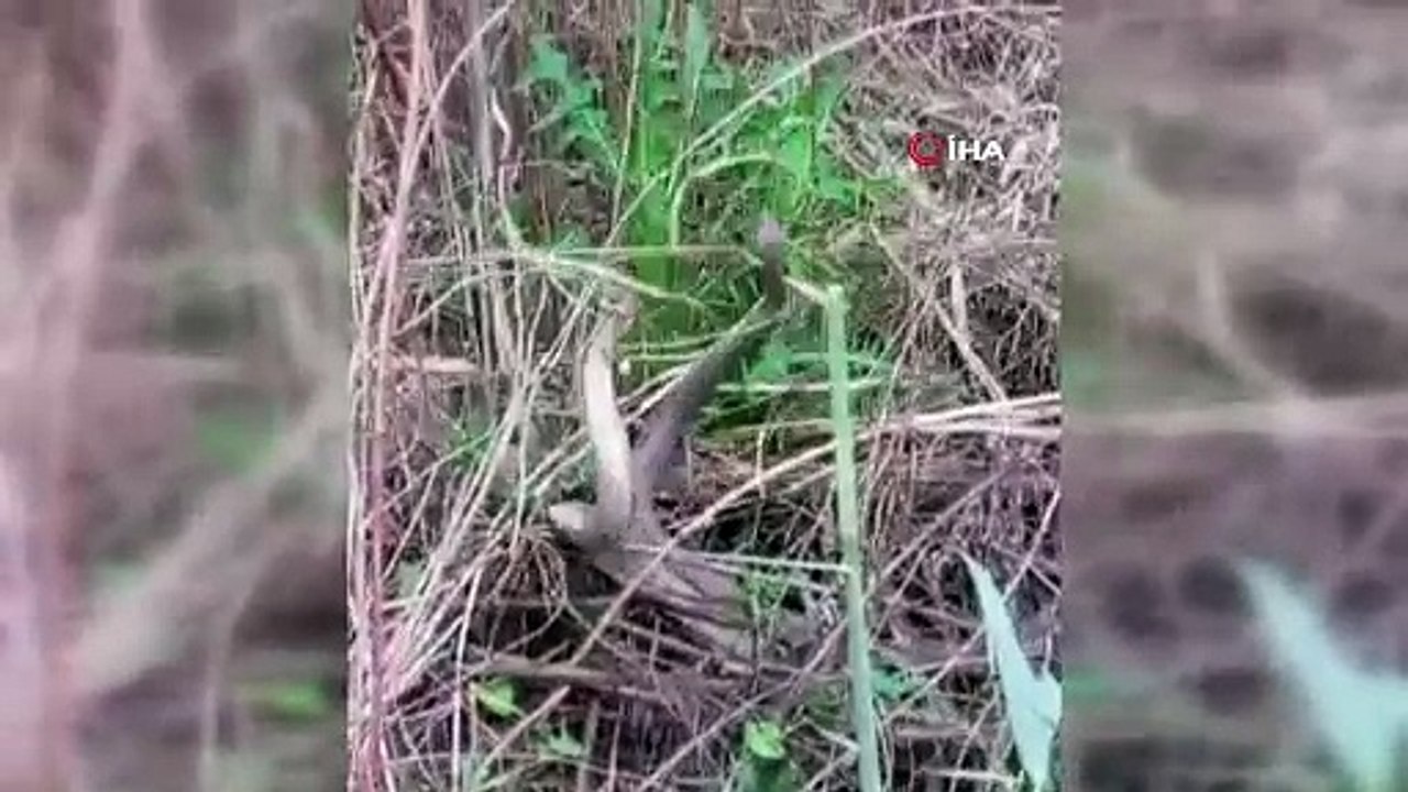 Nesli tükenme tehlikesiyle karşı karşıya! Erzurum'da görülen yılanların dansı kamerada