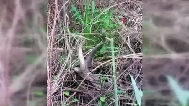 Nesli tükenme tehlikesiyle karşı karşıya! Erzurum'da görülen yılanların dansı kamerada