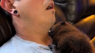 Beaver Falls Asleep in Arms of Man Sleeping on Couch