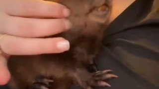 Beaver Enjoys Getting Neck Scratched by Owner