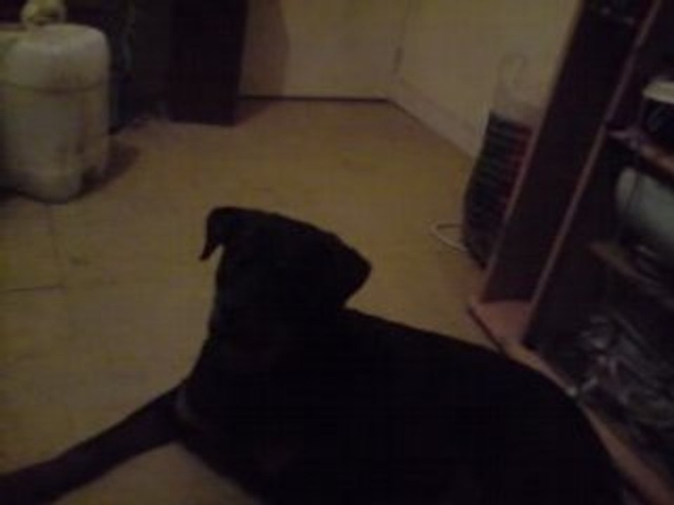 chien