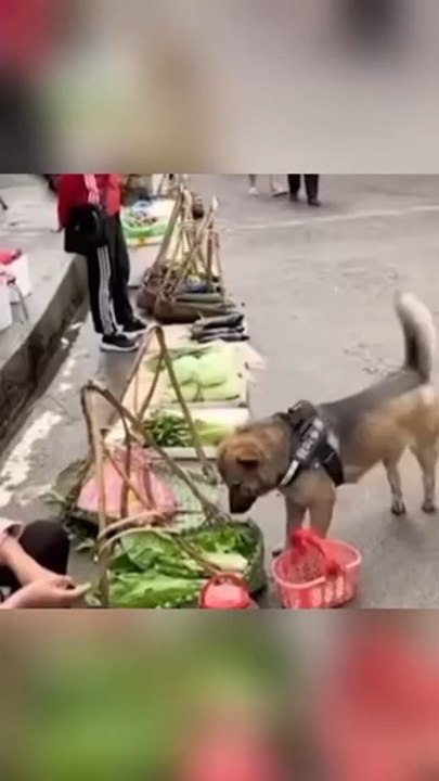 Ce chien est tres intelligent