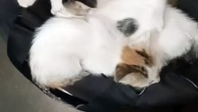sweet siblings 