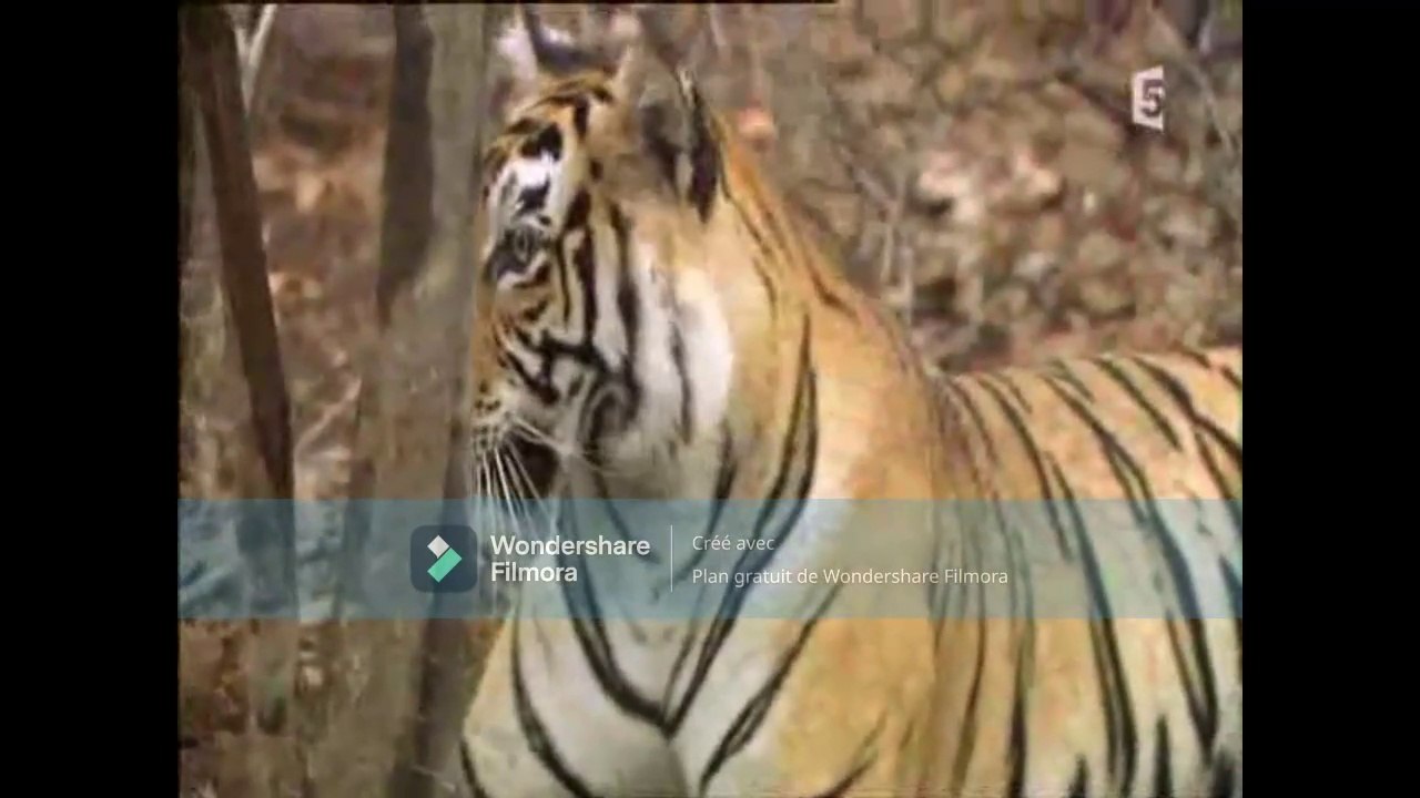 Une famille de tigres