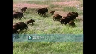 Bison, le roi de la prairie