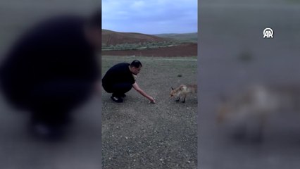 Tilkiyi kaju ile besledi