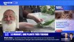 Est-ce vrai que le muguet est toxique pour les animaux? BFMTV répond à vos questions