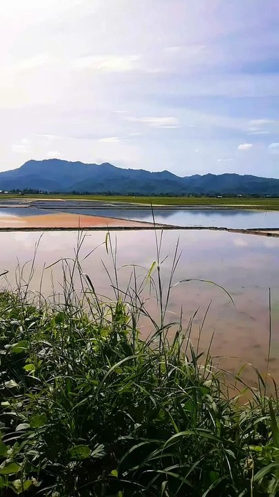 rice farm
