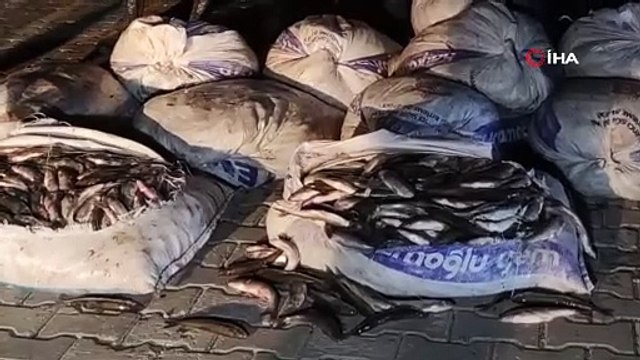 Van'da 1 ton 800 kilo kaçak avlanılan inci kefali ele geçirildi