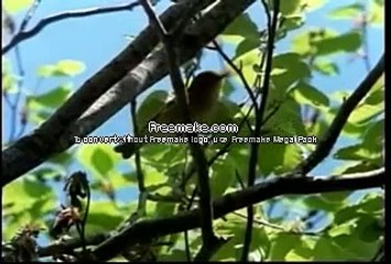 חיות לחלק את העולם