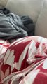 Excited Dog Sleeps On Pregnant Owner's Belly Awaiting Baby's Arrival