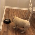 Dog Asks For Second Refill of Breakfast