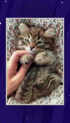 Enchanting Cozy Kitties: Your Ultimate Guide to Adorable Feline Cuteness!