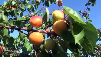 Aydın'da erkenci kayısı hasadı başladı
